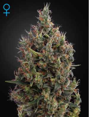 Семена Green House Seed Co. Big Bang Auto (Автоцветущие феминизированные)