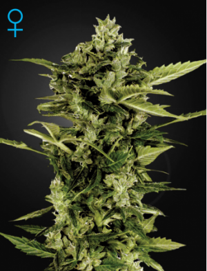 Семена Green House Seed Co. Auto Bomb (Автоцветущие феминизированные)