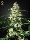 Skunk Auto (Автоцветущие феминизированные)