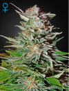 Super Lemon Haze Auto (Автоцветущие феминизированные)