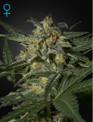 Семена Green House Seed Co. White Widow Auto (Автоцветущие феминизированные)