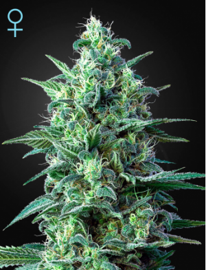 Семена Green House Seed Co. White Widow Auto CBD