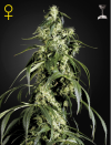 Arjan's Haze #1 (Феминизированные)