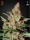 Chemdog (Феминизированные)