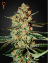 Himalayan Gold (Феминизированные)