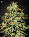 Green House Seed Co. Moby Dick (Феминизированные)
