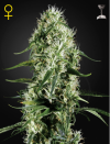 Super Silver Haze (Феминизированные)