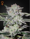 Sweet Valley Kush (Феминизированные)
