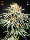 White Widow (Феминизированные)