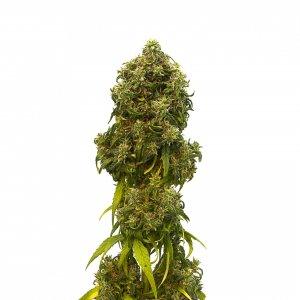 Семена Kannabia Seeds Swiss Dream Auto CBD