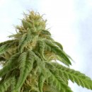 Kannabia Seeds Afrodite (Феминизированные)