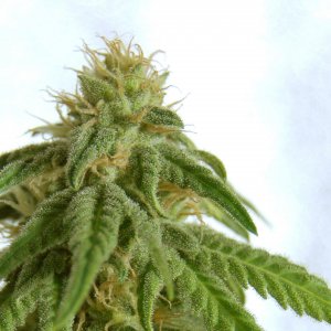 Семена Kannabia Seeds Afrodite (Феминизированные)