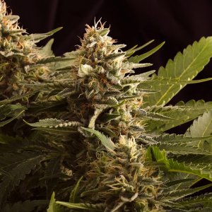 Семена Kannabia Seeds Colombian Jack (Феминизированные)