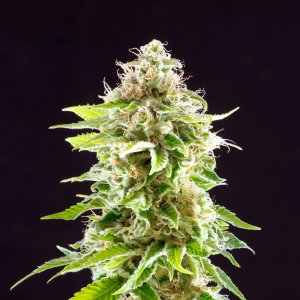 Семена Kannabia Seeds Cookies Haze (Феминизированные)