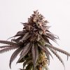 Gelato-K (Феминизированные)