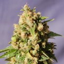 Kannabia Seeds Kiss (Феминизированные)