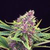 Purple Kush (Феминизированные)