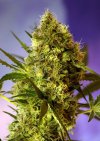 Big Devil #2 Auto ® (Автоцветущие феминизированные)