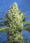 Jack 47 XL Auto ® (Автоцветущие феминизированные)