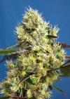 Sweet Gelato Auto ® (Автоцветущие феминизированные)