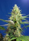 Sweet Pure Auto CBD ® (Автоцветущие феминизированные)