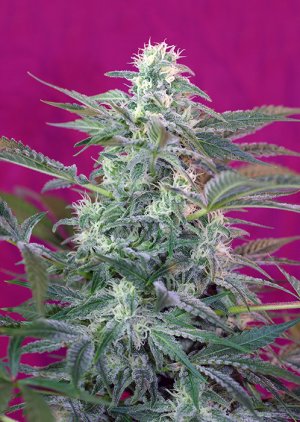 Семена Sweet Seeds Big Foot ® (Феминизированные)