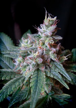 Семена Sweet Seeds Cream Caramel ® (Феминизированные)