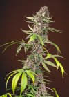 Red Mandarine F1 Fast Version ® (Феминизированные)