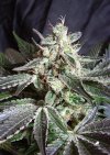 Black Jack ® (Феминизированные)