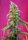 Black Jack CBD ® (Феминизированные)
