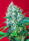 Green Poison ® (Феминизированные)