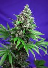 Killer Kush F1 Fast Version ® (Феминизированные)