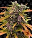 Gorilla Glue (Автоцветущие феминизированные)