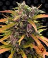 Gorilla Glue (Автоцветущие феминизированные)