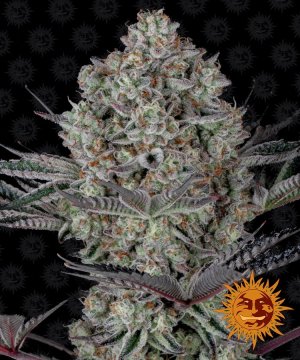 Семена Barney's Farm Seeds Dos Si Dos 33
