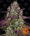 Mimosa EVO (Феминизированные)