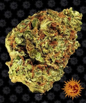 Семена Barney's Farm Seeds Watermelon Zkittles (Автоцветущие феминизированные)