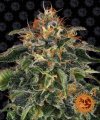 Moby Dick (Феминизированные)