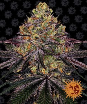 Семена Barney's Farm Seeds Watermelon Zkittlez (Феминизированные)