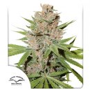 Dutch Passion Seeds Passion Fruit (Феминизированные)