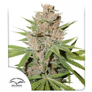 Семена Dutch Passion Seeds Passion Fruit (Феминизированные)