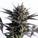 Lemon Haze Auto (Автоцветущие феминизированные)