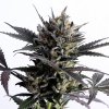 Lemon Haze Auto (Автоцветущие феминизированные)