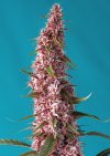 Red Pure Auto CBD ® (Автоцветущие феминизированные)