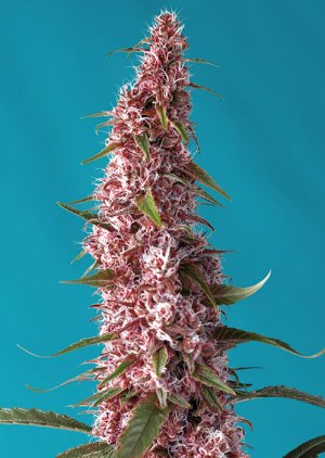 Семена Sweet Seeds Red Pure Auto CBD ®