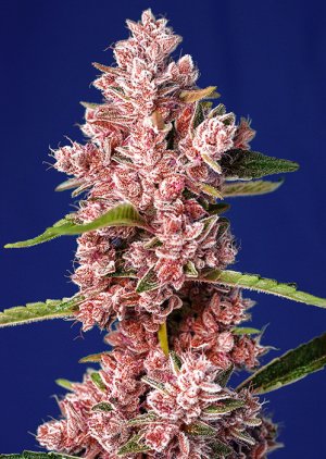 Семена Sweet Seeds Tropicanna Poison F1 Fast Version ® (Феминизированные)