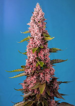 Семена Sweet Seeds Red Hot Cookies ®