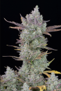 FastBuds Gorilla Cookies Auto (Автоцветущие обычные)