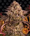 Blue Sunset Sherbert (Феминизированные)
