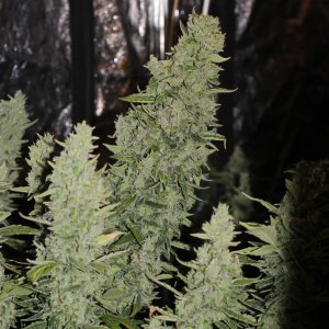 Семена Doctor's Choice Niagara (Автоцветущие феминизированные)